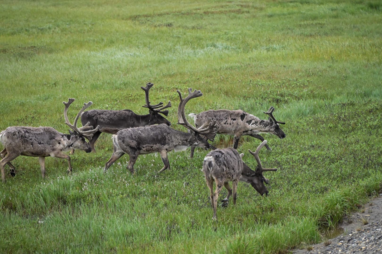 Prudhoe Bay, North Slope Alaska